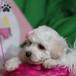 Gracie, Bichon Frise Puppy